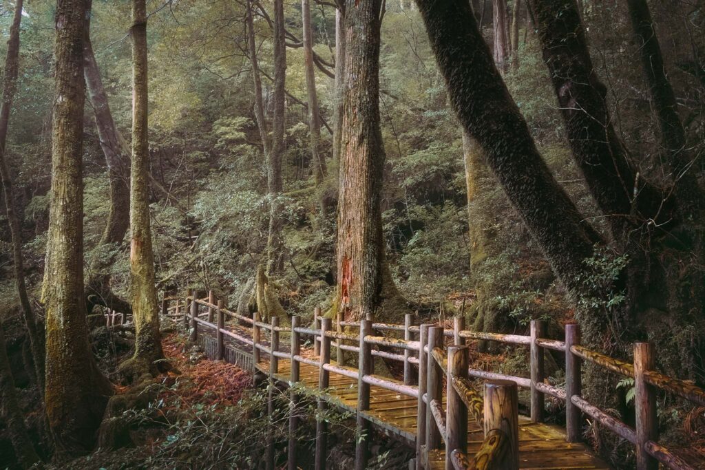 yakusugiland-wooden-forest-trail-yakushima-japan Wooden trail path winding through the dense, moss-covered cedar forest of Yakusugiland in Yakushima, Japan.