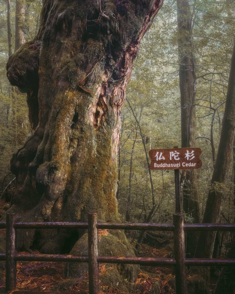 buddhasugi-cedar-yakusugi-tree-yakushima-japan The ancient Buddhasugi Cedar, a sacred Yakusugi tree in the misty forests of Yakushima, Japan