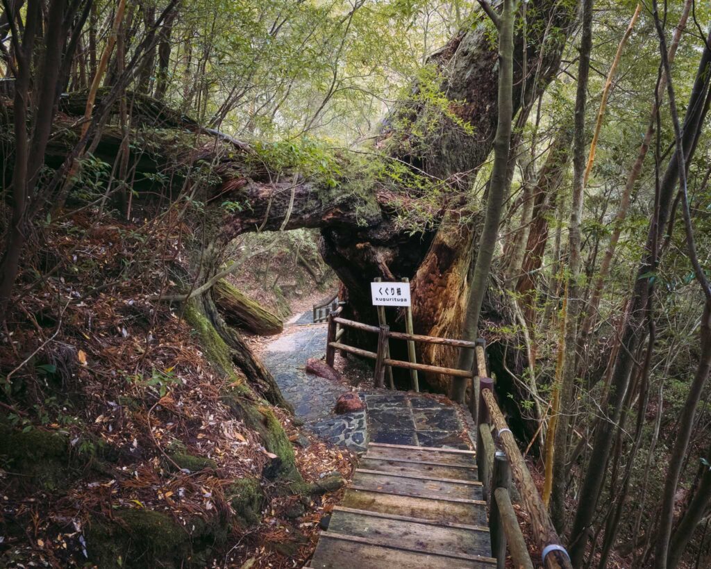 kugurisugi-cedar-archway-yakusugiland-yakushima Kugurisugi Cedar forming a natural arch over the wooden trail in Yakusugiland, Yakushima, Japan.