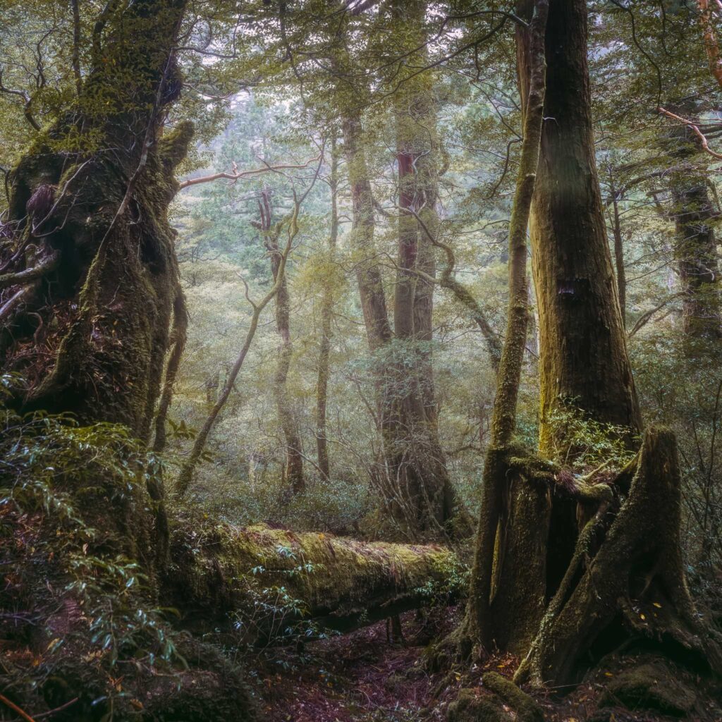 mossy-cedar-forest-path-yakushima-japan Moss-covered Yakusugi cedars and a fallen log on a foggy forest trail in Yakushima, Japan.