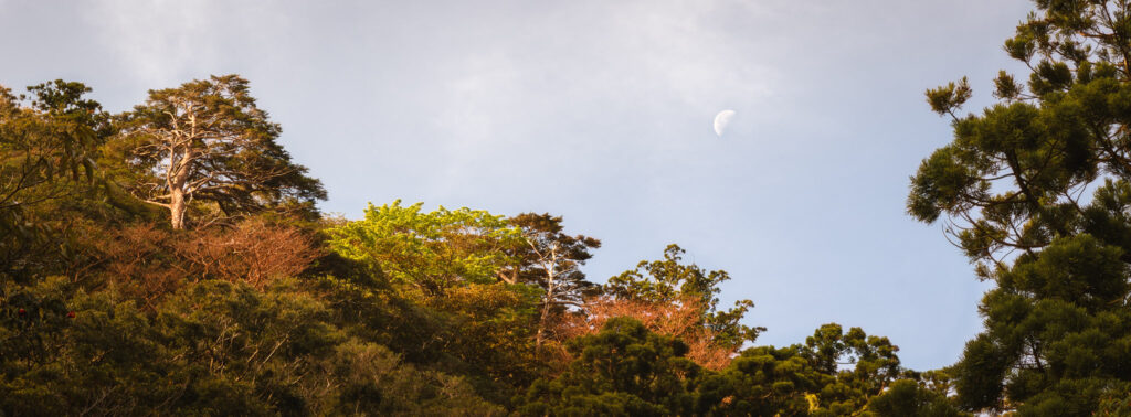 shiratani-unsuikyo-forest-canopy-moonlight-yakushima Mixed forest canopy in Shiratani Unsuikyo Ravine, Yakushima, with moon visible in the soft evening sky