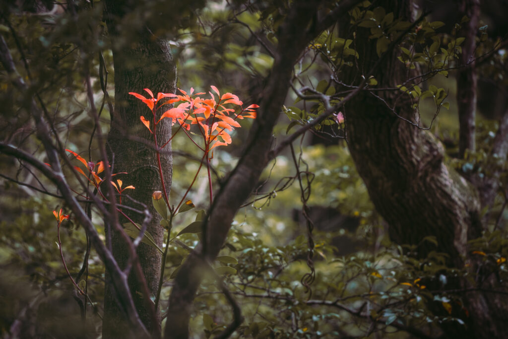 tabunoki-sprout-yakushima-forest. Vibrant red-orange young leaves of a Tabunoki tree (Japanese cinnamon) glowing in a shaded Yakushima forest