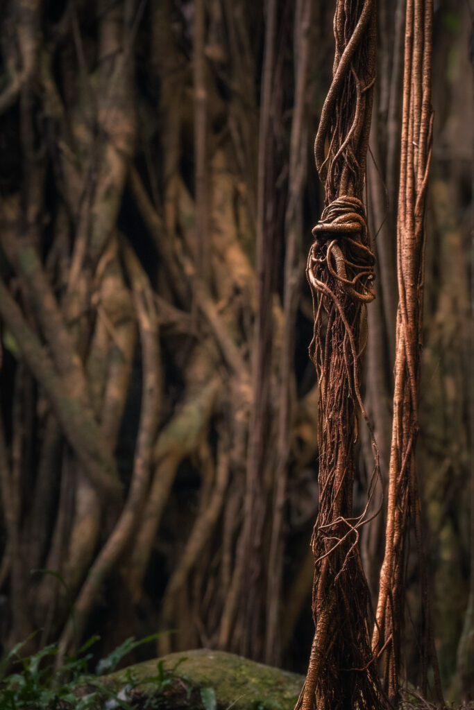 yakushima-banyan-vine-closeup-forest-texture Close-up of twisted banyan vines in Yakushima’s jungle, showing detailed forest texture and earthy tones.