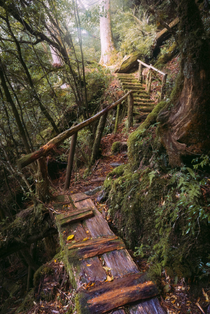 yakushima-forest-trail-mossy-cedar-hike Moss-covered wooden trail and staircase winding through ancient cedar forest in Yakushima, Japan.