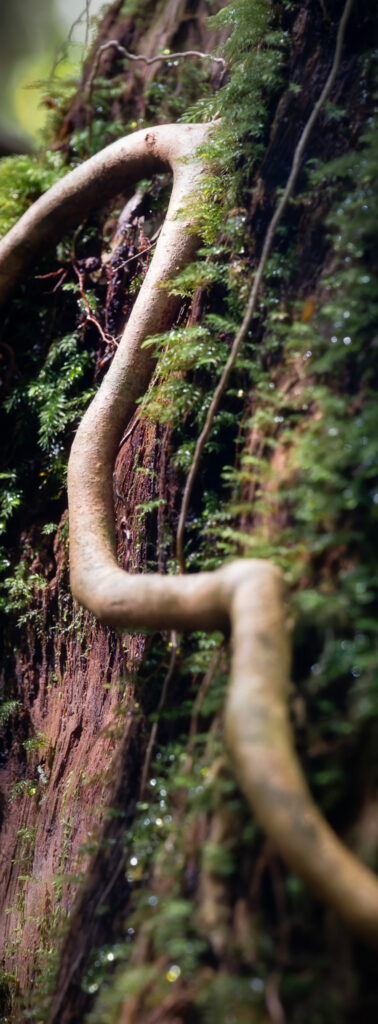 yakushima-forest-vine-moss-closeup Close-up of a twisting vine climbing a moss-covered tree trunk in Yakushima’s rainforest