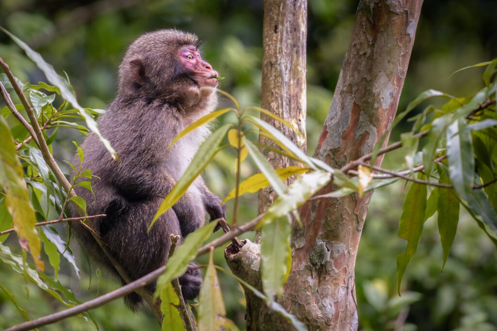 yakushima-macaque-eating-leaf-in-forest. Yakushima macaque chewing on a leaf while perched in a forest tree.