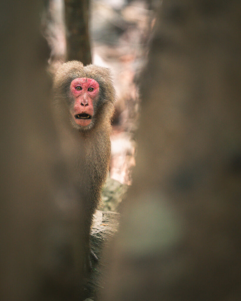 yakushima-macaque-forest-portrait-between-trees Yakushima macaque with red face looking between tree trunks in the island’s forest
