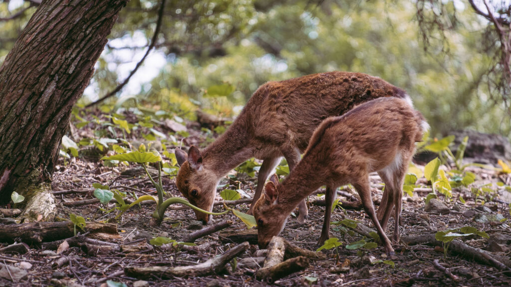 yakushima-sika-deer-forest-feeding-scene Two Yakushima Sika deer grazing on the forest floor among leaves and branches in Yakushima, Japan.