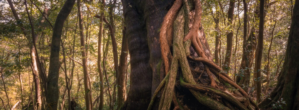 yakushima-twisted-vines-cedar-forest-texture Twisted vines climbing a large tree trunk in the dense cedar forest of Yakushima, Japan.
