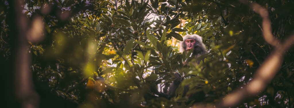 yakushima-wildlife-yaku-monkey-in-forest A Yaku monkey sitting in dense Yakushima forest, partially hidden among thick green leaves