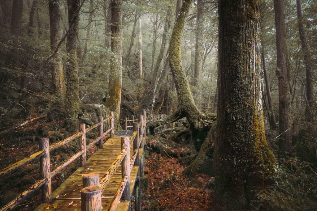 yakusugiland-forest-boardwalk-moss-trail-yakushima-japan Wooden boardwalk winding through the mossy ancient cedar forest of Yakusugiland in Yakushima, Japan.