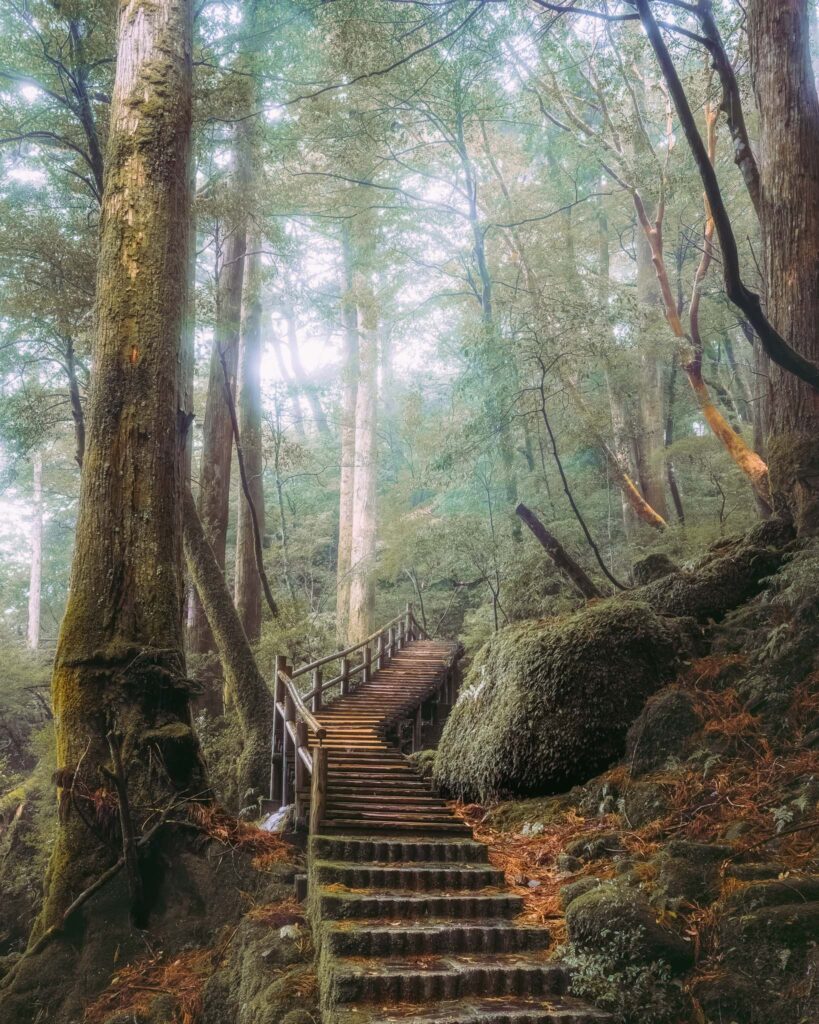 yakusugiland-forest-stairs-path-yakushima Wooden and stone staircase winding through the lush mossy forest in Yakusugiland, Yakushima, Japan