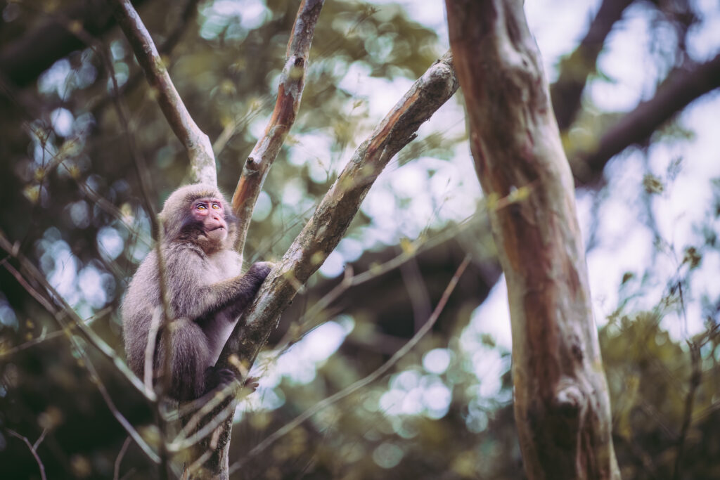 young-yakushima-macaque-gazing-from-tree-branch A young Yakushima macaque perched on a tree branch, gazing upward through the forest canopy