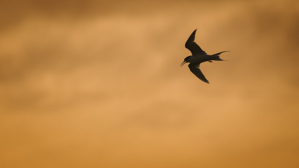 bird-in-flight-sunset-sky-minimal-nature