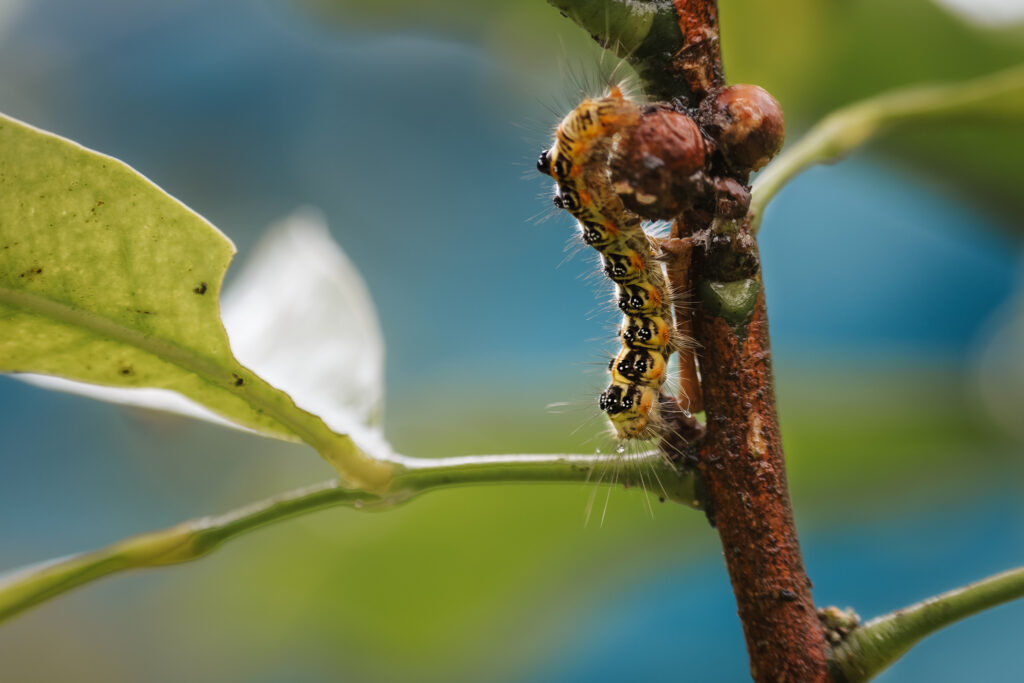 caterpillar-on-leaf-macro-nature-photography