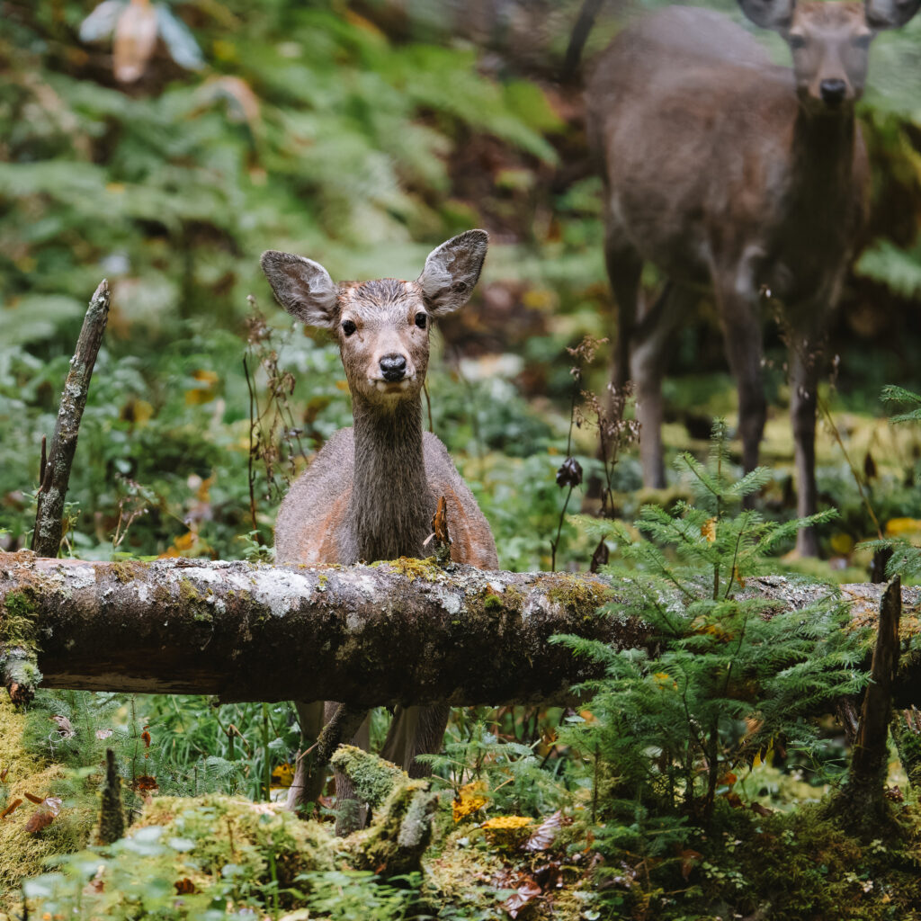 deer-forest-portrait-mindful-moment