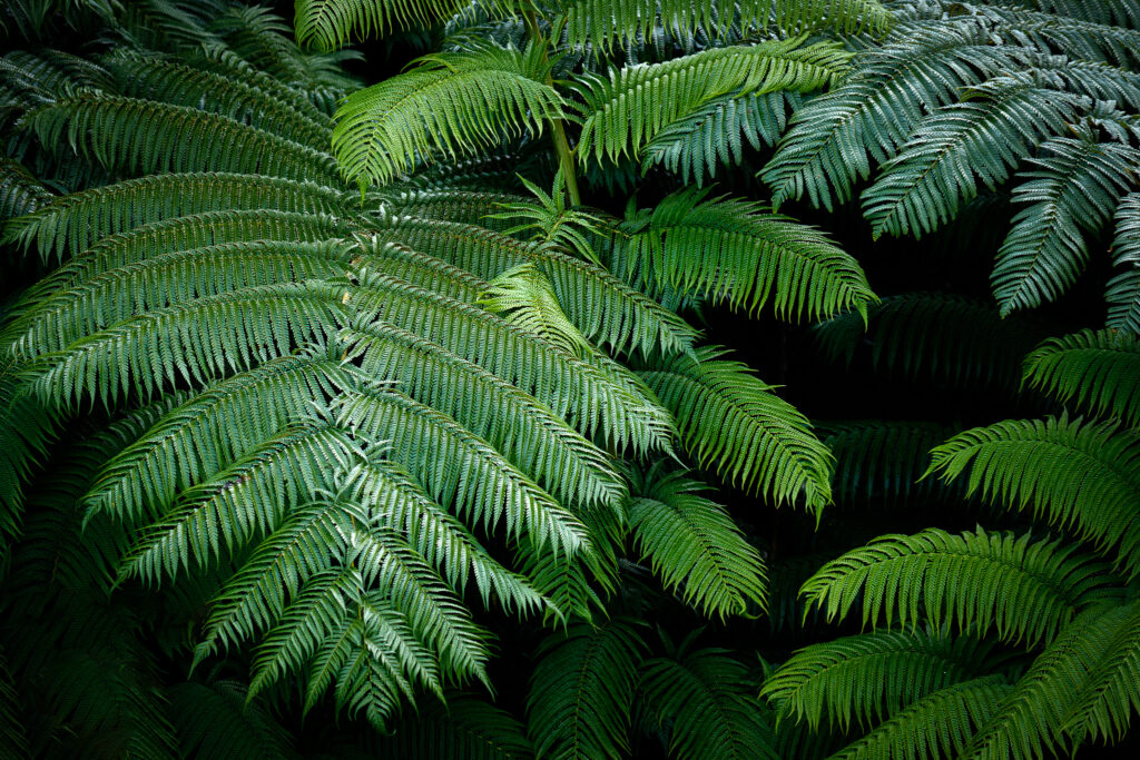 green-fern-leaves-forest-calm