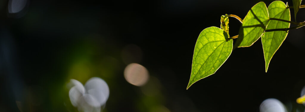 leaf-bokeh-light-focus-nature