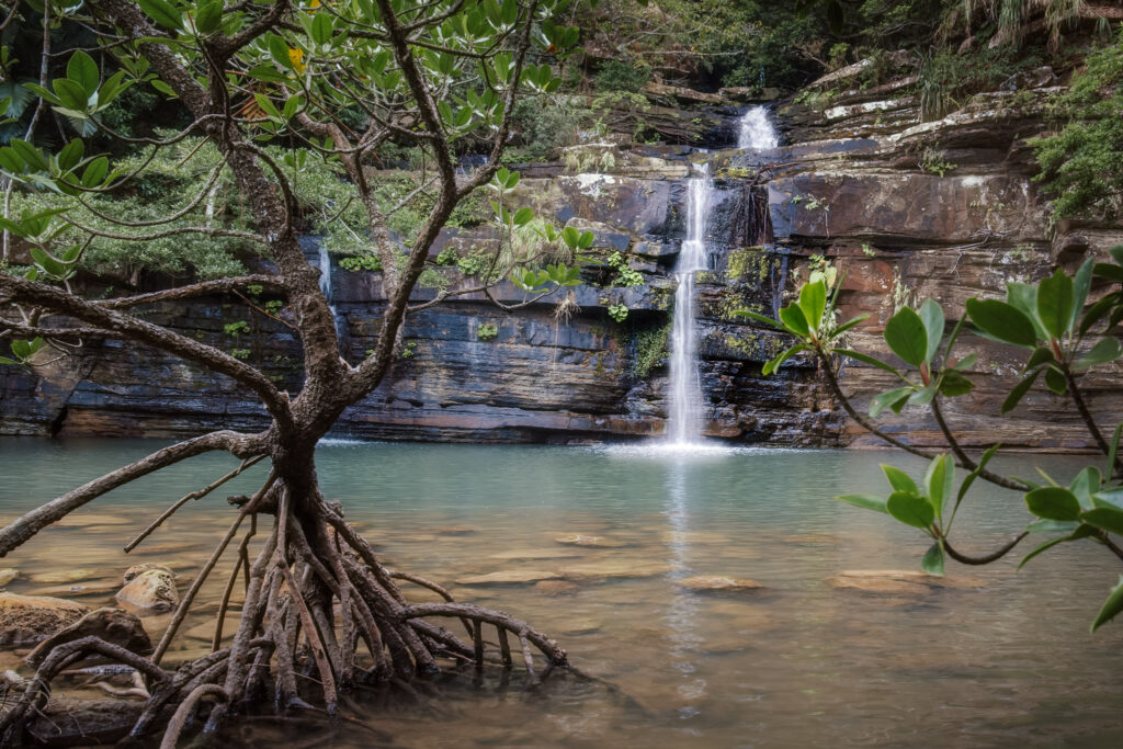 mangrove-tree-waterfall-tranquil-nature-scene