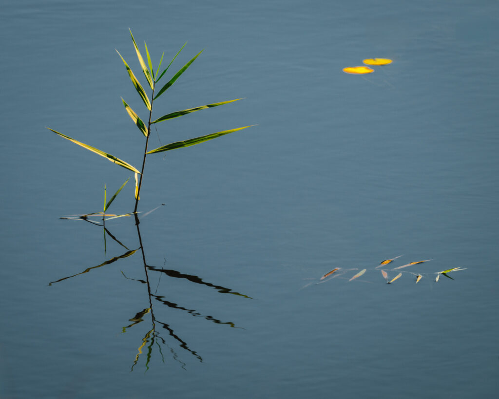 minimalist-nature-plant-water