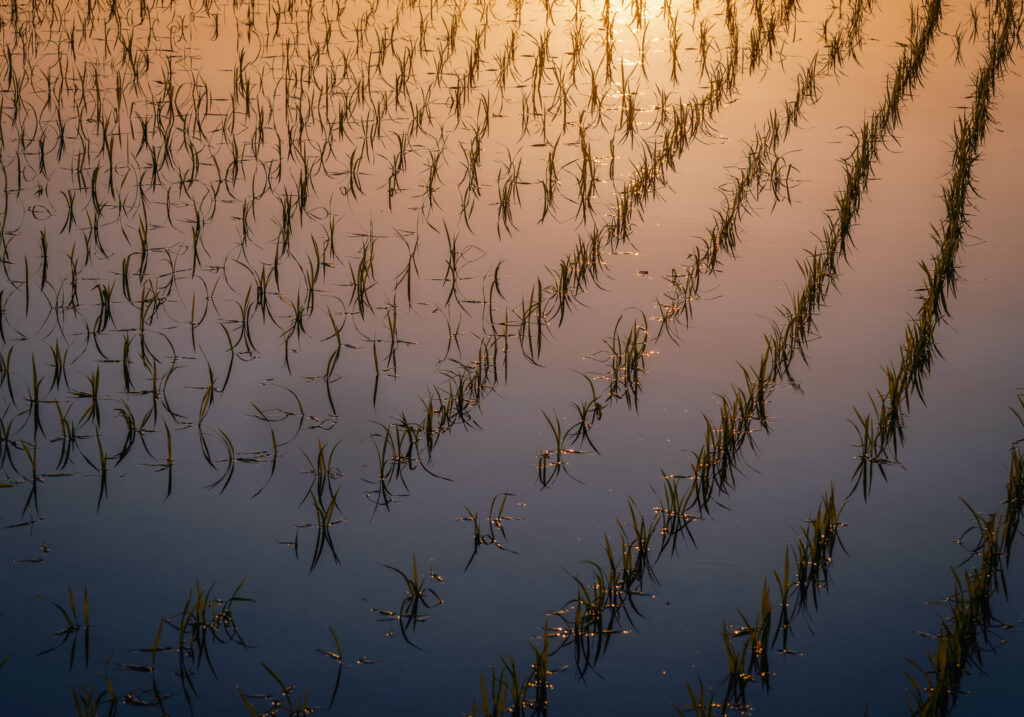 rice-field-reflections-evening-light-nature-pattern