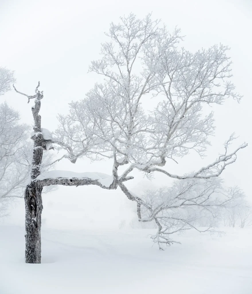 Frosted tree with gnarled trunk and delicate branches in a whiteout snowstorm, captured in Hokkaido, Japan