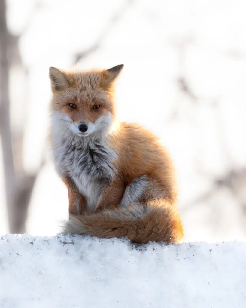 Red fox sitting alert on snow in Hokkaido, Japan — winter wildlife portrait with soft backlight