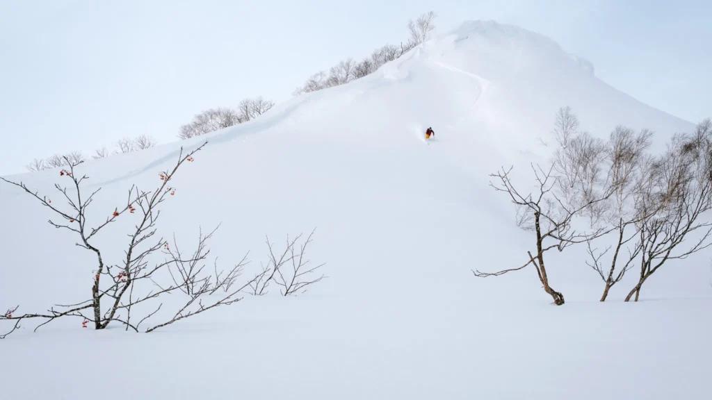 Backcountry skier climbs a snow-covered ridge under blue skies in Hokkaido, Japan — winter landscape with trees and red berries in foreground