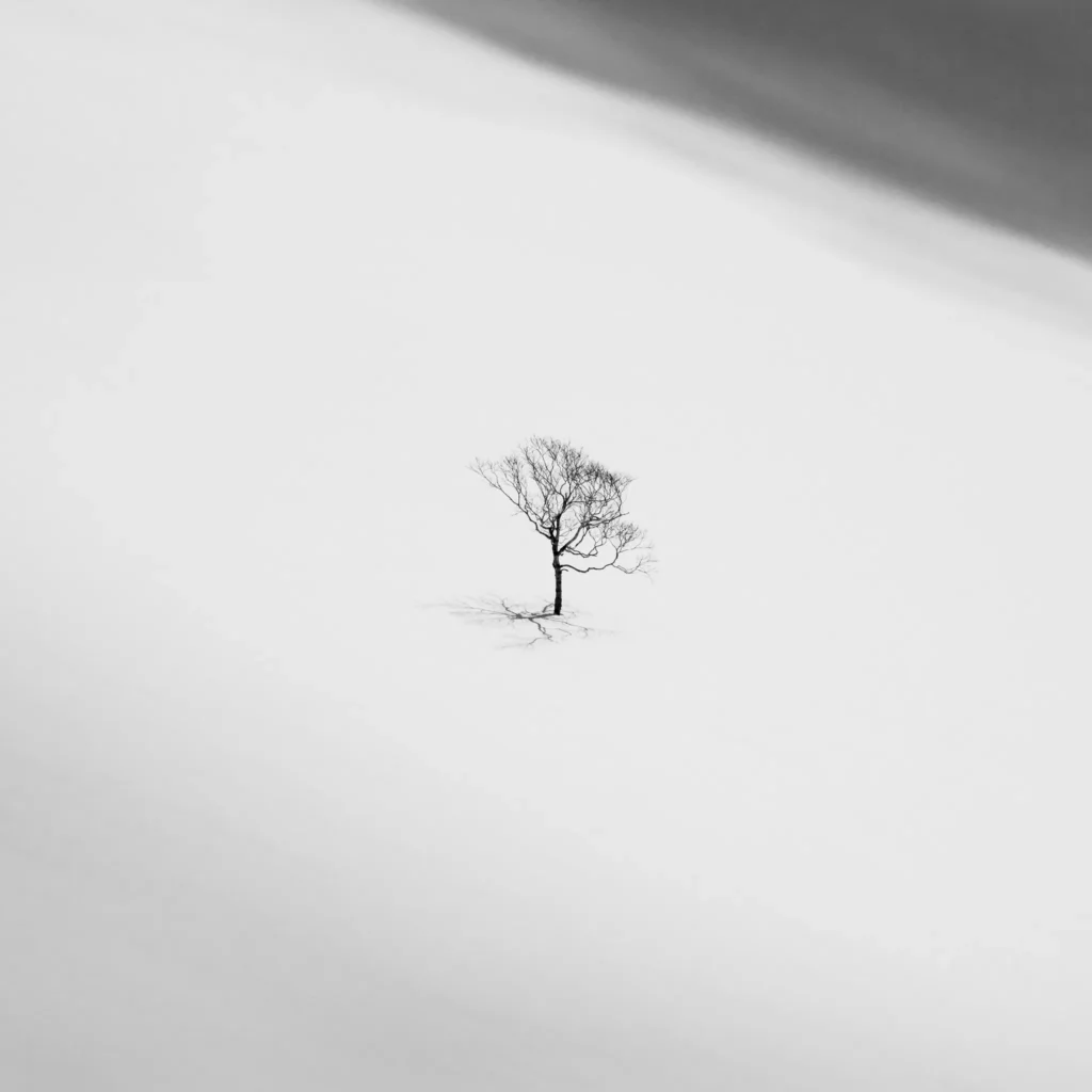 Frosted tree with gnarled trunk and delicate branches in a whiteout snowstorm, captured in Hokkaido, Japan