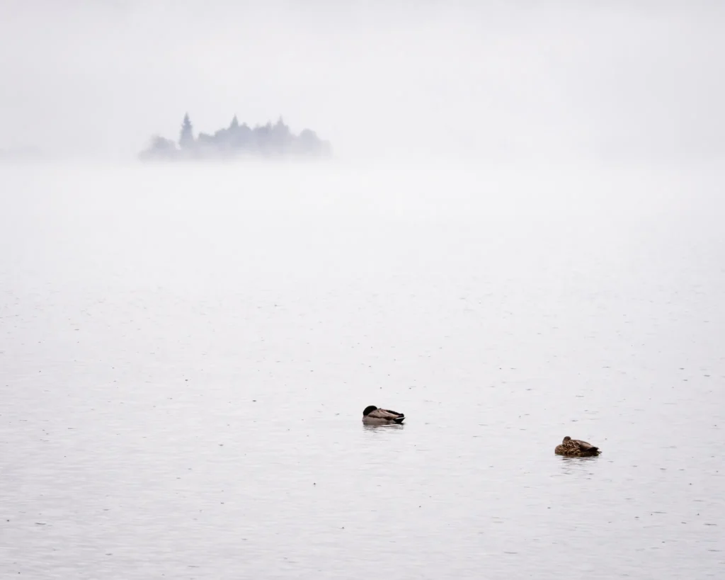 Two ducks floating on a mist-covered lake with a blurred forested island in the distance