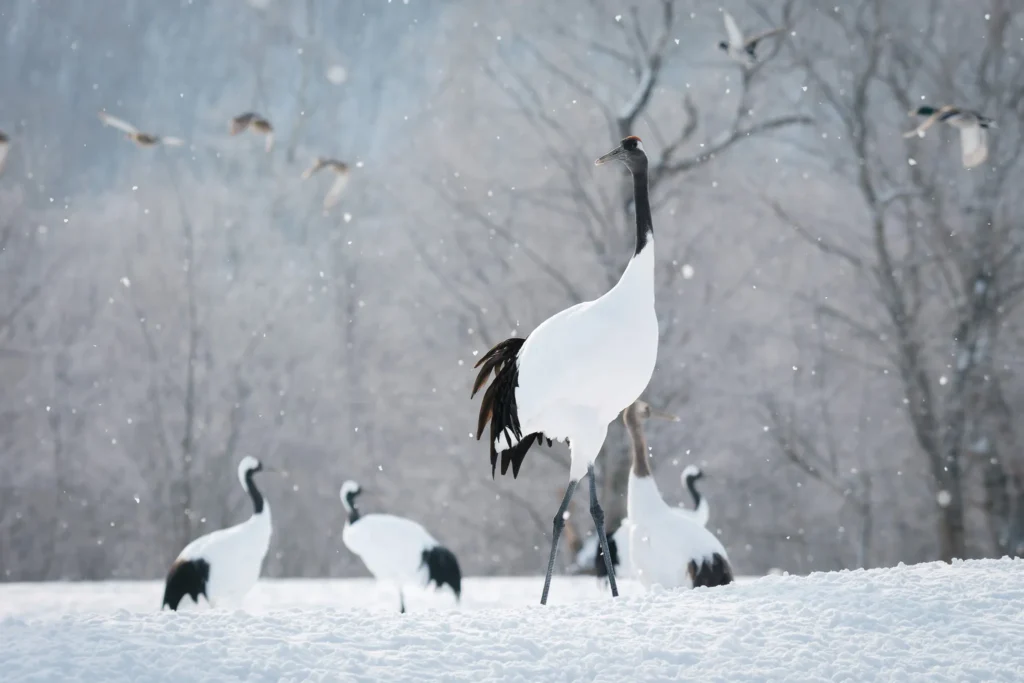 Red-crowned cranes stand gracefully in a snowy field in Hokkaido, Japan, while snow falls softly and ducks fly past in the background