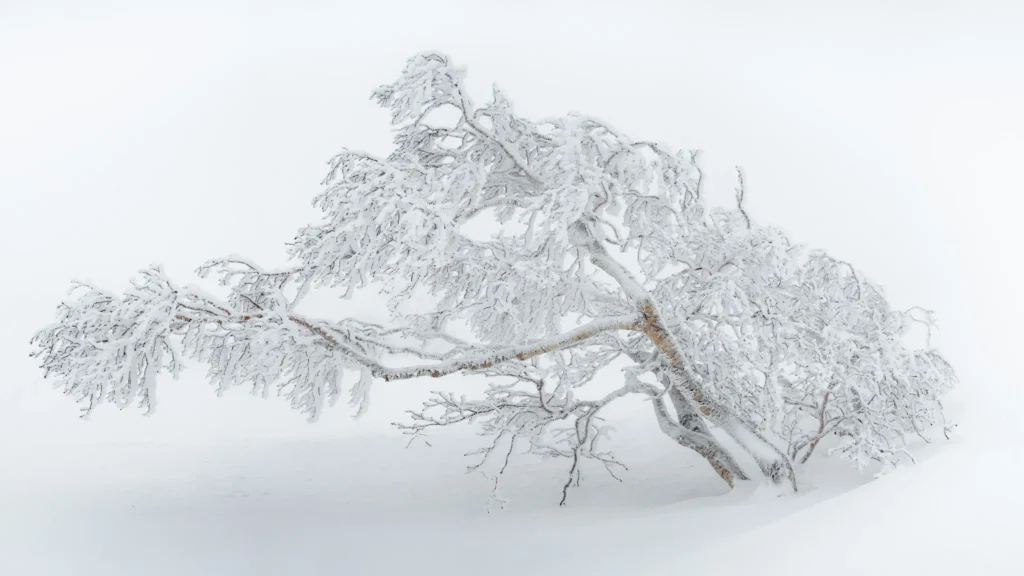 Snow-covered tree bent under the weight of frost in a whiteout winter scene, photographed in Hokkaido, Japan