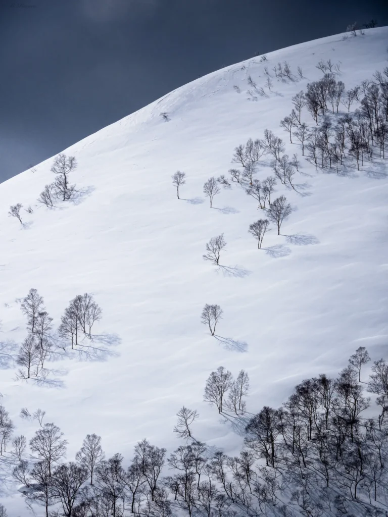 Bare trees casting long shadows on a snowy mountain slope in Hokkaido, Japan, under soft winter light