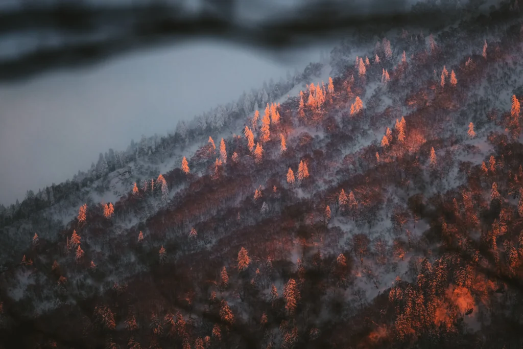 Snow-covered trees glowing in orange winter sunrise light on a mountain slope in Hokkaido, Japan