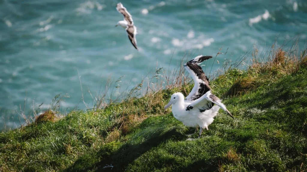 Royal albatross standing on grassy cliff with wings spread, another seabird flying above turquoise ocean at Taiaroa Head, Otago Peninsula, New Zealand.
