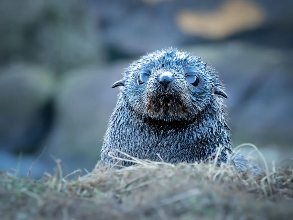  A wet New Zealand fur seal pup peeking over grassy rocks at the Otago Peninsula, with big dark eyes and soft whiskers glistening in the light