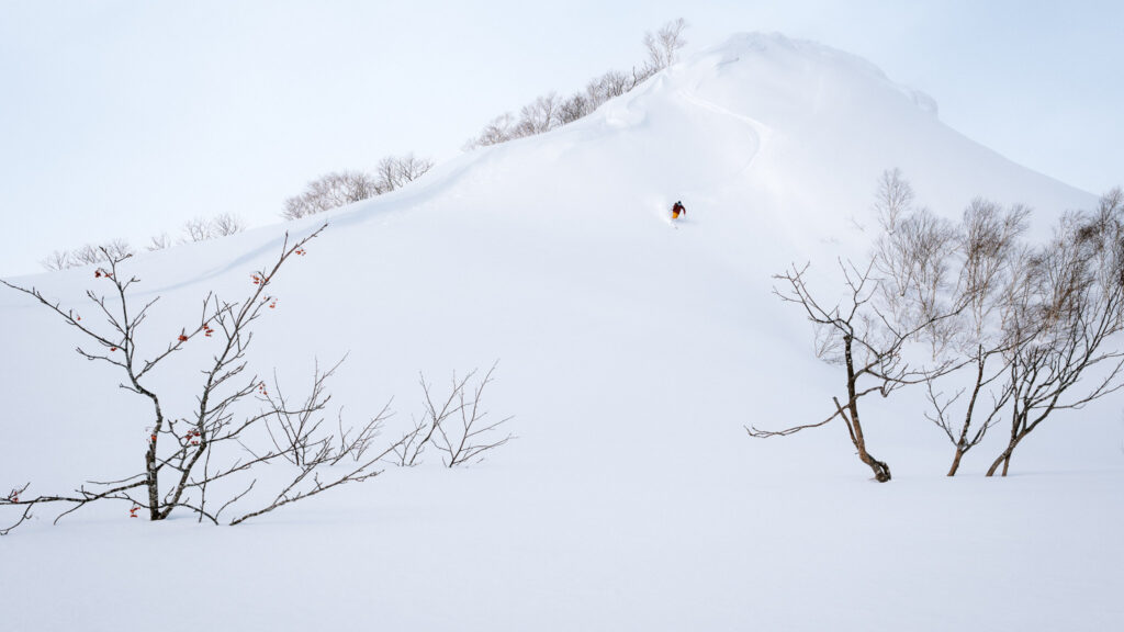 Skier descending a pristine powder slope in Niseko, Japan, framed by bare trees and untouched snow.