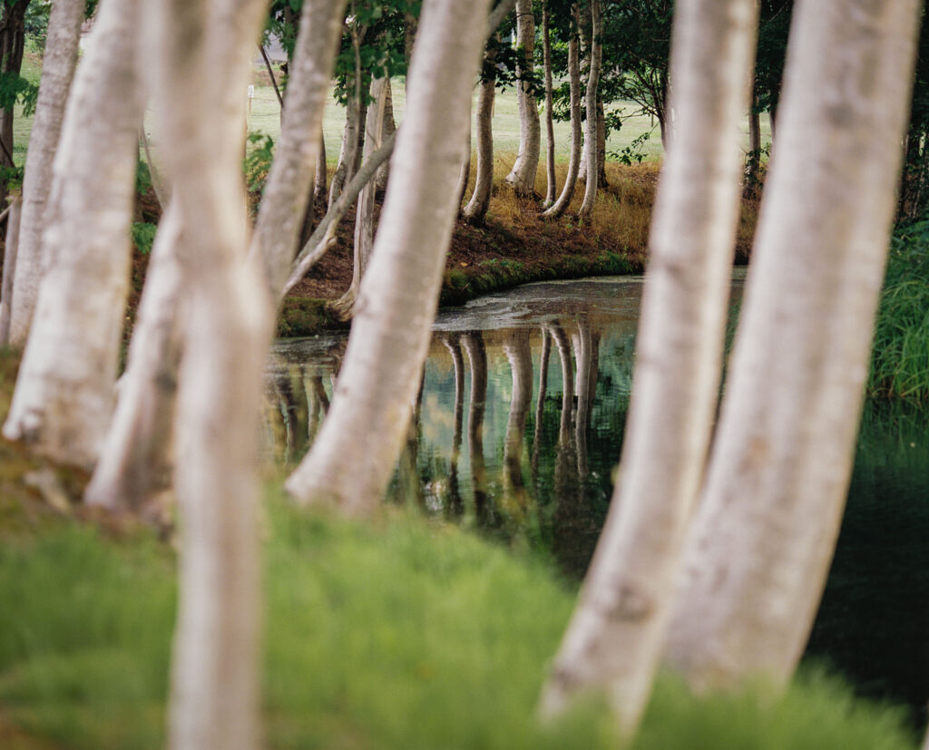 White birch trees reflected in a still forest stream, with green grass in the foreground.
