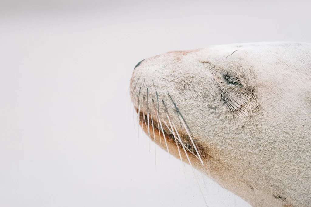 Close-up of a sea lion’s sandy face and whiskers, resting peacefully on the beach at Otago Peninsula, New Zealand.
