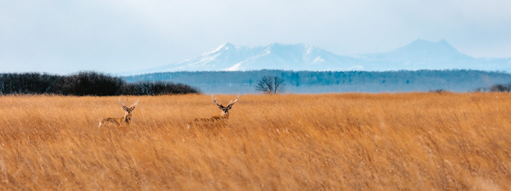 Two Hokkaido sika deer standing in tall golden grass with snow-covered mountains in the distance.