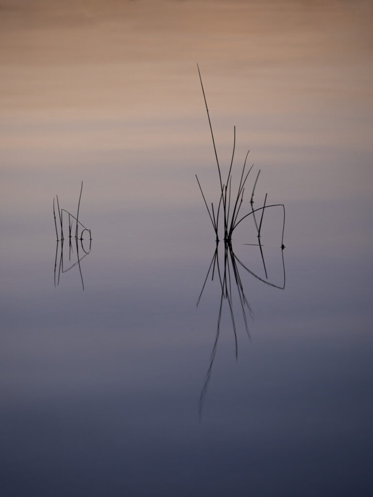 Delicate reeds reflected in still water at sunset, with soft pink and blue tones in the sky.
