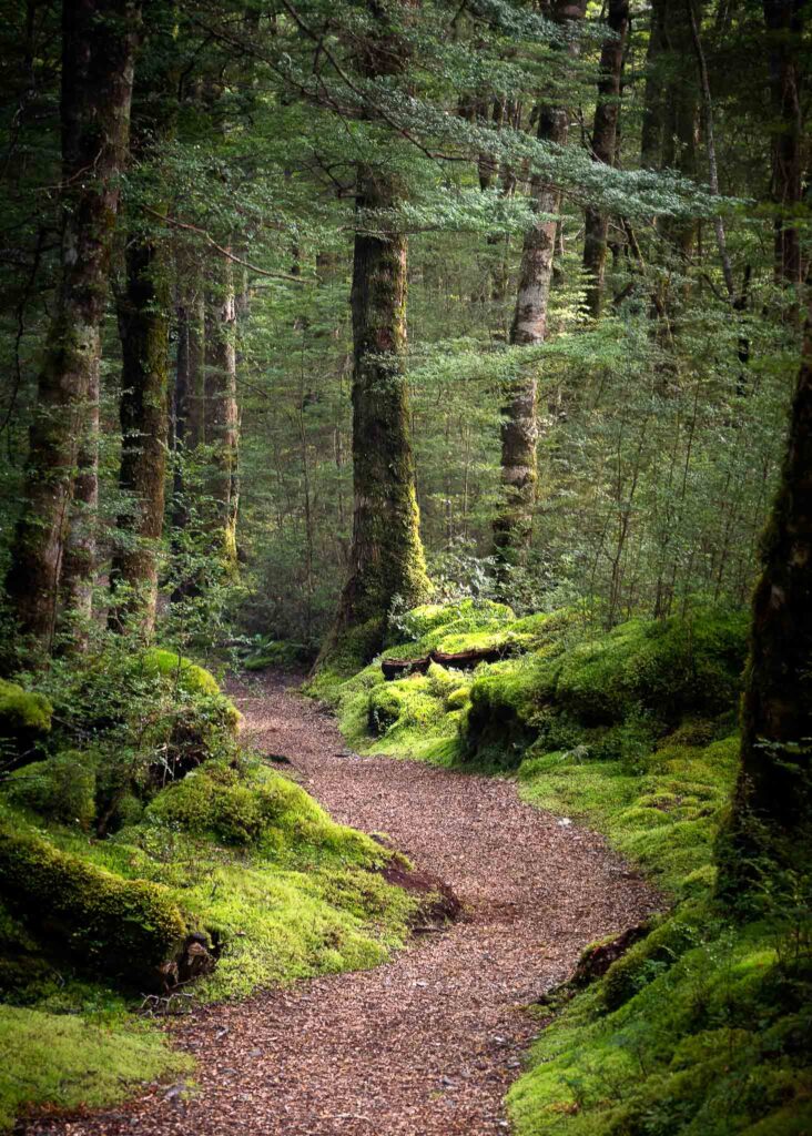 A winding trail through a lush moss-covered forest in New Zealand, surrounded by tall trees and filtered sunlight.