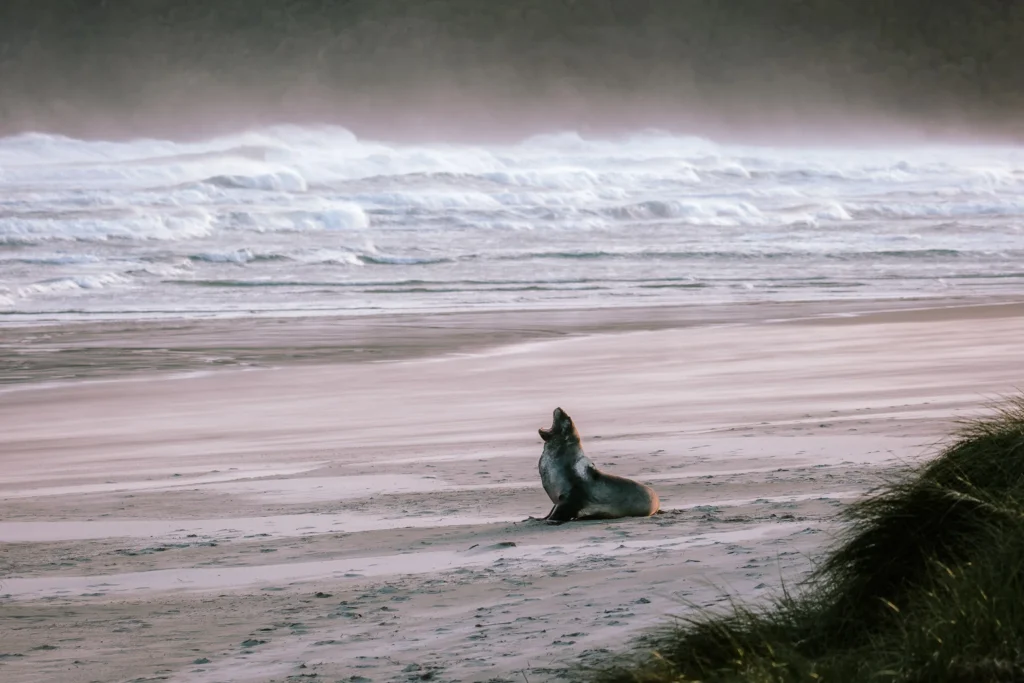 New Zealand sea lion yawning on a remote sandy beach with waves and mist in the background