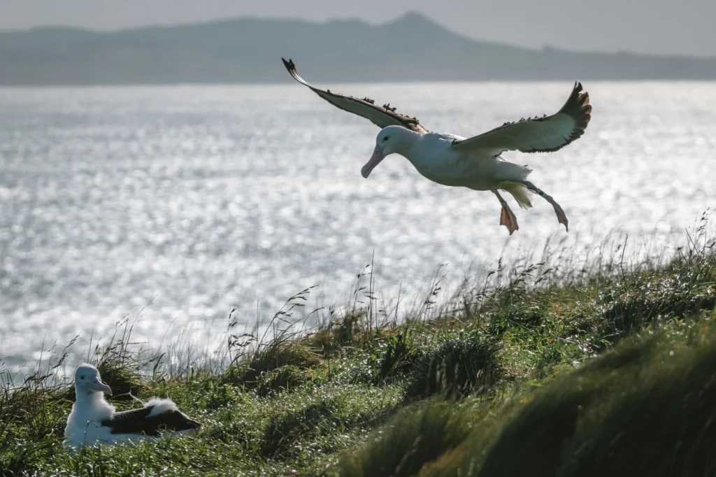  A Northern Royal Albatross coming in to land beside another albatross resting on grassy cliffs, with the ocean and distant hills in the background.