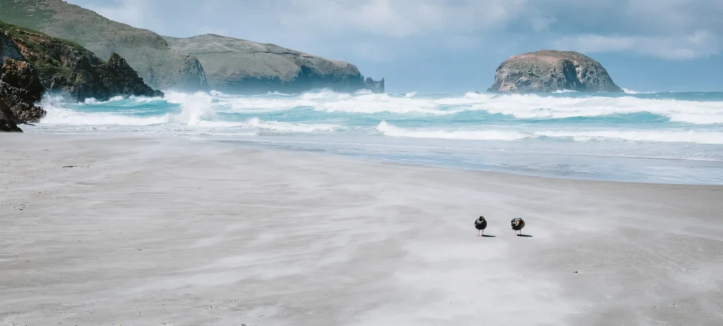 Two oystercatchers standing on the sand at Allan’s Beach, with rugged cliffs, turquoise waves, and offshore rock formations in the background, Otago Peninsula, New Zealand.