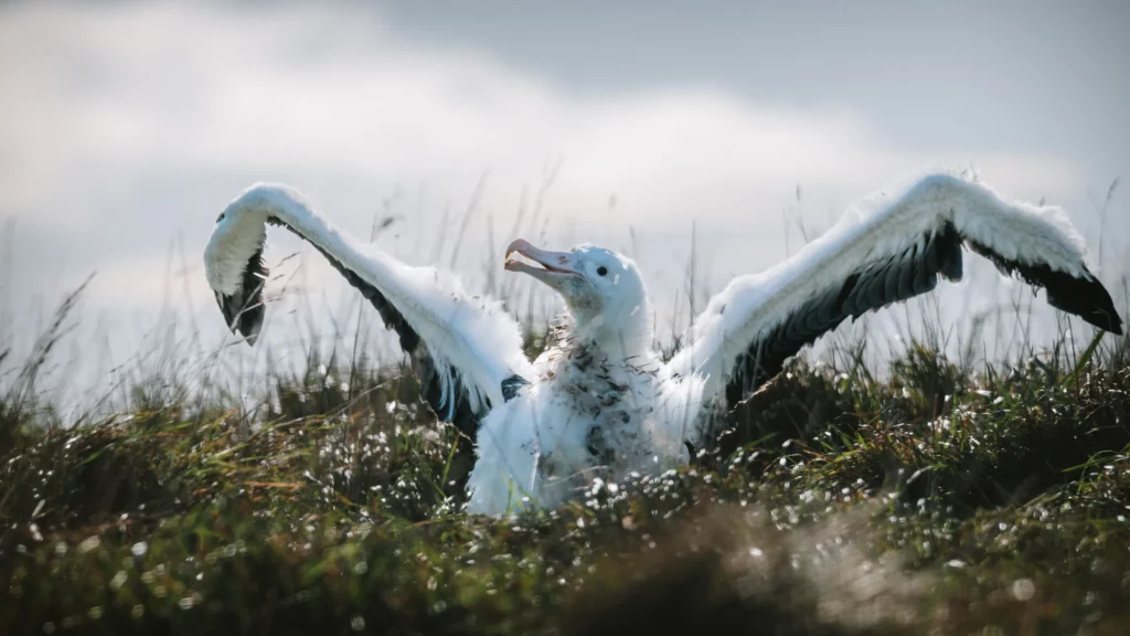 A royal albatross chick stretching its wings while sitting in the grass at Taiaroa Head, Otago Peninsula, New Zealand.