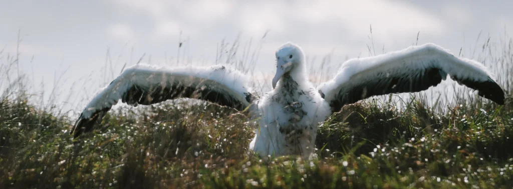  A young royal albatross stretching its wings among tall coastal grass at Taiaroa Head, Otago Peninsula, New Zealand.
