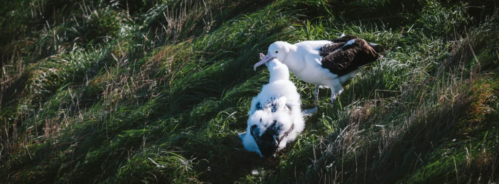 An adult royal albatross feeding its fluffy chick on a grassy slope at Taiaroa Head, Otago Peninsula, New Zealand.