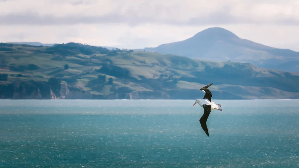  A royal albatross gliding over the turquoise waters of Otago Harbour with rolling green hills and mountains in the background, Otago Peninsula, New Zealand.
