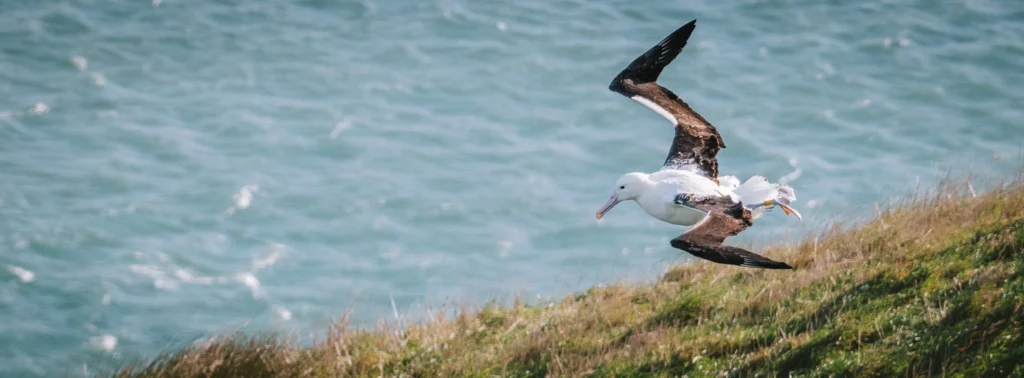 A royal albatross soaring above the coastline at Taiaroa Head, Otago Peninsula, New Zealand, with the blue ocean in the background.